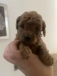 Red brown toy poodle sevimli cocuklar - fotoğraf 3