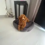 Red brown toy poodle sevimli cocuklar - fotoğraf 4