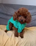 Red brown toy poodle sevimli cocuklar - fotoğraf 5