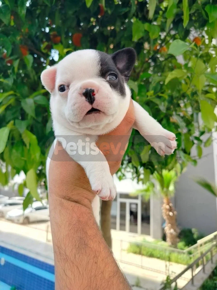 Fransız buldog yavruları  - French Bulldog Adana