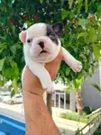 Fransız buldog yavruları 