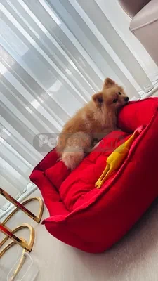Pomeranian - fotoğraf 3