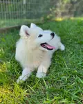 IRK GARANTİLİ SAMOYED YAVRULARI - fotoğraf 3