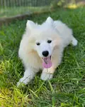 IRK GARANTİLİ SAMOYED YAVRULARI - fotoğraf 4