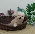 Maltipoo bebek surat yavrularımız  - fotoğraf 2