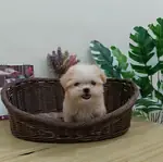 Maltipoo bebek surat yavrularımız  - fotoğraf 3