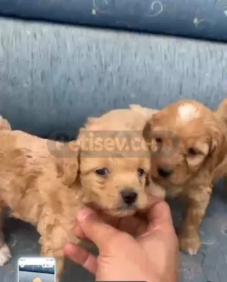 Tuvalet eğitimli minyatür minnaklarım  - fotoğraf 3