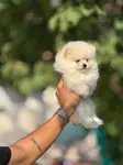 TEACUP POMERANİAN BOO YAVRULARI - fotoğraf 2