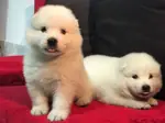 PAMUK GİBİ SAMOYED YAVRULARI - fotoğraf 1