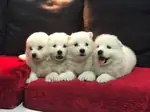 PAMUK GİBİ SAMOYED YAVRULARI - fotoğraf 3