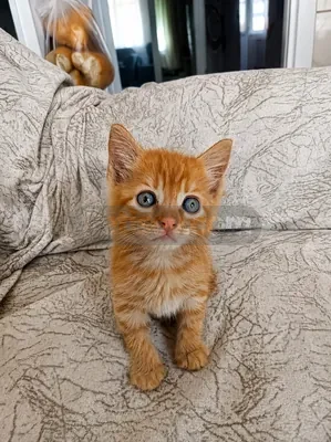 Tarçını yuva acil - fotoğraf 3