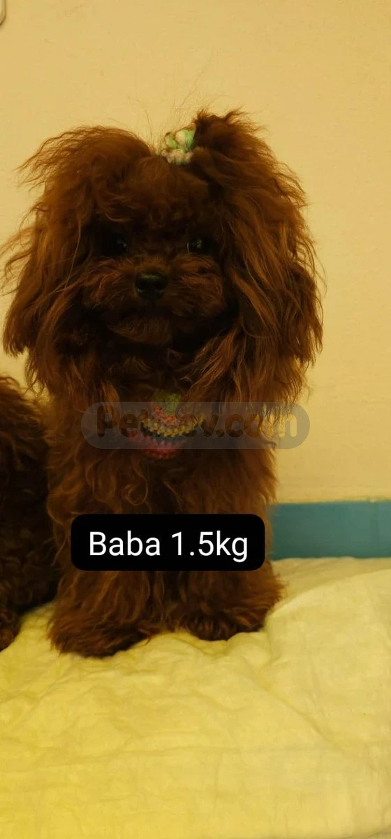 Teakup Poodle byby face - Toy Poodle Tekirdağ