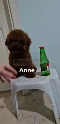 Teakup Poodle byby face - fotoğraf 2