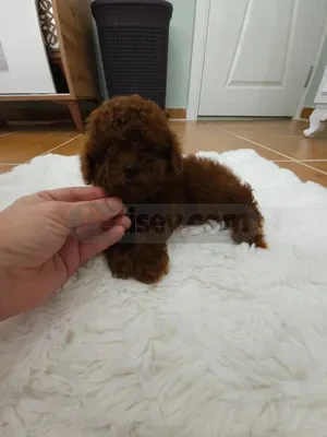 Teakup Poodle byby face - fotoğraf 3