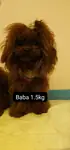Teakup Poodle byby face