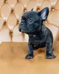 FRENCH BULLDOG YAVRULARI - fotoğraf 3