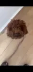 Tarçın