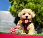 Maltipoo Baby Face Yavrularımız  - fotoğraf 1
