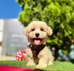 Maltipoo Baby Face Yavrularımız  - fotoğraf 2
