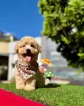 Maltipoo Baby Face Yavrularımız  - fotoğraf 3