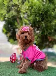 Maltipoo Baby Face Yavrularımız  - fotoğraf 4