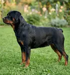 Rottweiler alman kökenli yavrularımız - fotoğraf 3