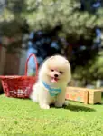 Pomeranian Boo Teddy Bear Yavrular  - fotoğraf 3