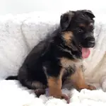 ALMAN ÇOBAN KÖPEĞİ YAVRULARI