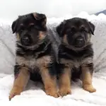 ALMAN ÇOBAN KÖPEĞİ YAVRULARI - fotoğraf 2