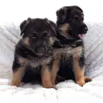 ALMAN ÇOBAN KÖPEĞİ YAVRULARI - fotoğraf 3