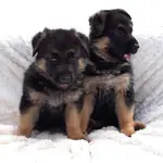 ALMAN ÇOBAN KÖPEĞİ YAVRULARI - fotoğraf 4