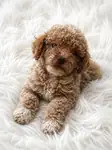 Dişi toy poodle yeni yuvasını arıyor - Toy Poodle - İzmir