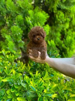 Kore Toy Poodle  Ankara - fotoğraf 3