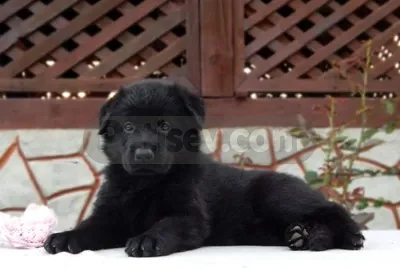İlan Fotoğrafı