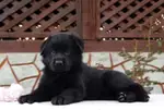 SİYAH ALMAN ÇOBAN KÖPEĞİ YAVRULARI - fotoğraf 1