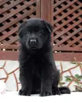 SİYAH ALMAN ÇOBAN KÖPEĞİ YAVRULARI - fotoğraf 3