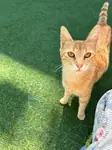 Ölümden kurtalılan Choupette ve dört yav