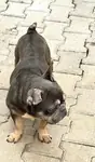 3 yaşında Exotic Franch Bulldog 