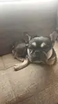 3 yaşında Exotic Franch Bulldog  - fotoğraf 2