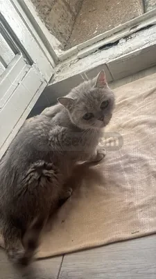 Sadıık Sevecen Bir DOST ariyanlara.... - fotoğraf 1