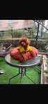Teacup dark brown kore poodle  - Toy Poodle - İstanbul