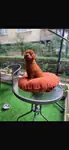 Teacup dark brown kore poodle  - fotoğraf 2