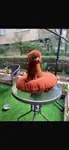 Teacup dark brown kore poodle  - fotoğraf 4
