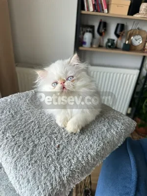 İlan Fotoğrafı