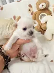 IRK GARANTİLİ CHİHUAHUA YAVRULARI - Chihuahua - Antalya
