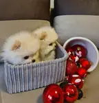 Pomeranian Boo Teddy Bear Yavrularımız  - fotoğraf 3