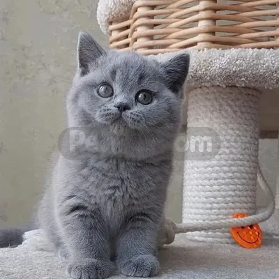 İlan Fotoğrafı