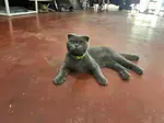 Scottish Fold
