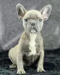 ÖZEL RENKLERDE FRENCH BULLDOG YAVRULARI - fotoğraf 3