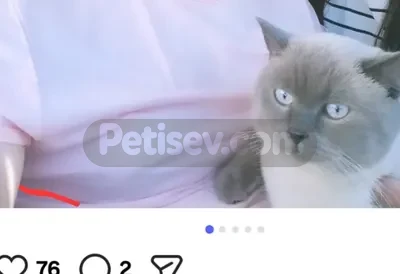 1 yaşında sevimli pıtırcık ucrtetsiz yeni sahibini arıyor - fotoğraf 1
